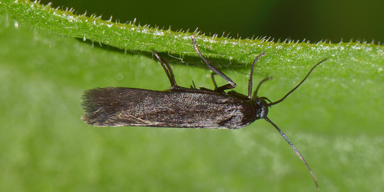 Scythrididae? S, cfr Scythris sinensis